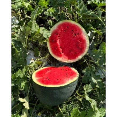 Санрей F1 - семена арбуза, 1000сем., Libra Seeds